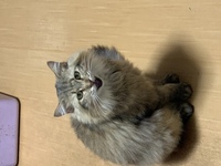 近所の猫ちゃんなんですが なんの種類の血が混ざってるか分かりますか 元々野良猫 Yahoo 知恵袋