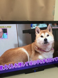 志村動物園で 柴犬のこゆきちゃんと殿介という犬を 動物の心が読め Yahoo 知恵袋