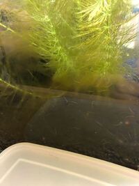 最近水槽にこのような虫が湧くようになりました 調べた所ミズミミ Yahoo 知恵袋