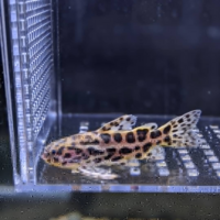 オトシンクルスの餌に使用する昆布について コケ対策でオトシンクルス Yahoo 知恵袋