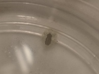 謎の生物 金魚とミニ鯉の水槽の水換えをしていたところ画像の生物を発見しました Yahoo 知恵袋