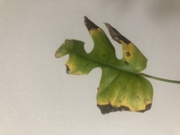 モンステラの斑点は どうしたら治りますか モンステラを育てています 今ま Yahoo 知恵袋