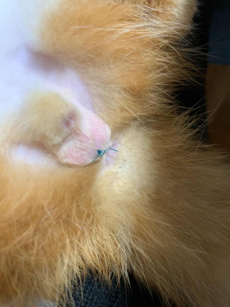 猫の去勢手術後の糸昨日去勢手術をしました 縫合糸は吸収されますと説明 Yahoo 知恵袋
