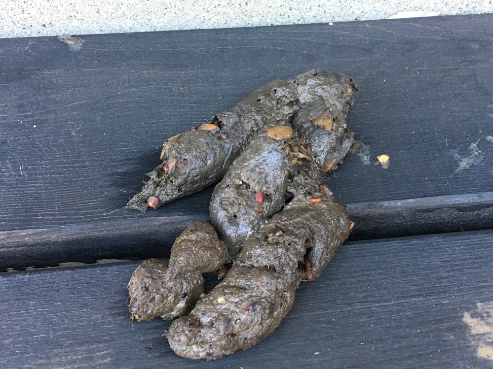 今朝起きたらベランダに大きなフンがあってビックリしました！何の動物 