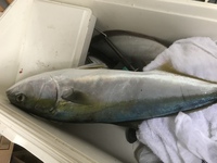 イナダ ヒラマサ 今日釣ってきたこの魚はイナダ ヒラマサのようにも見 Yahoo 知恵袋