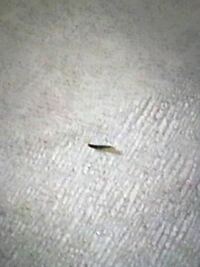 この小さくて細長い虫が家の中で時々現れるのですが これは一体なんという Yahoo 知恵袋
