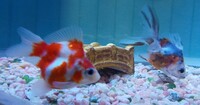 金魚の種類と餌について教えてください この二匹は何という種類の金魚ですか 沈下 Yahoo 知恵袋