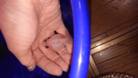 ピンポンパールがずっと転覆で沈んでひっくり返っていて塩浴させてますが 一向に治 Yahoo 知恵袋
