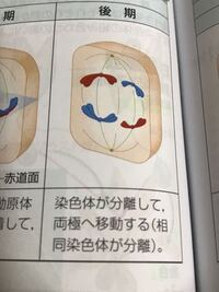生物について質問です 2n 10の生物の配偶子における Yahoo 知恵袋