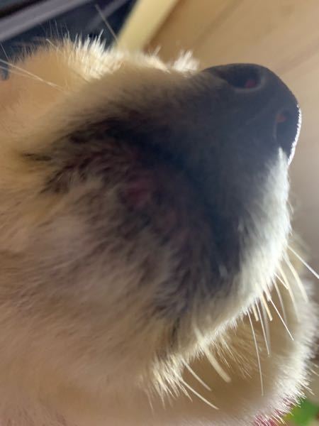 今日ペットの唇みたらニキビみたいのが出来てたのですがこれってなんですか Yahoo 知恵袋
