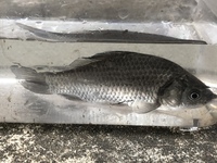 またまた 用水路で小さい魚をすくってきました 判りにくい写真で Yahoo 知恵袋