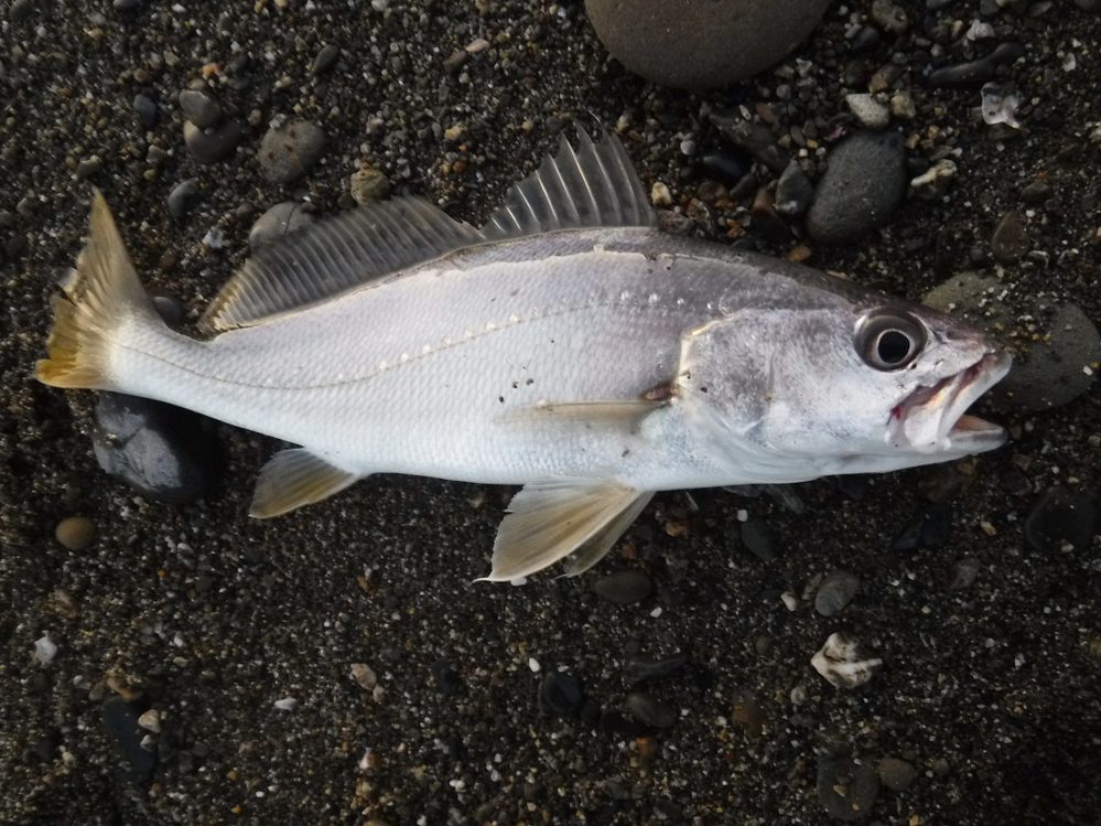 この魚は ニベ オオニベの幼魚ですか それともイシモチですか 区別が付きま Yahoo 知恵袋