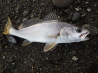 にべ いしもち ぐち の刺身食べたことありますか今日はじめて食べ Yahoo 知恵袋