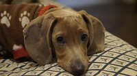 親が犬をフラッシュ撮影してました 動物をフラッシュ撮影すると失明する危 Yahoo 知恵袋