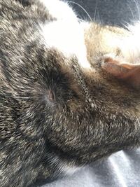 犬の背中に角栓か かさぶたのようなものがあったので引き抜いてみたら粉瘤 Yahoo 知恵袋