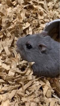 ものもらいを１日で治す方法 教えて下さいお願いします 40 くらいに Yahoo 知恵袋