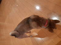 柴犬について気になった事があるのですが ウチで買ってる Yahoo 知恵袋