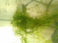 水草についたコケというかも藻ってどうとったらいいんですか 水草というか ウ Yahoo 知恵袋