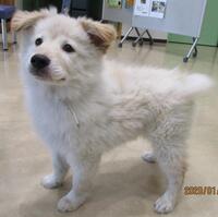 丸山桂里奈さんのワンちゃんの犬種はなんですか ミックスですか ミ Yahoo 知恵袋