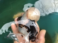 金魚の冬眠について質問です 水槽の金魚が横たわっていたので Yahoo 知恵袋