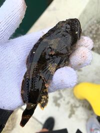 宮城県でメバル狙いで穴釣りをしていたら この魚が釣れたのですが魚 Yahoo 知恵袋