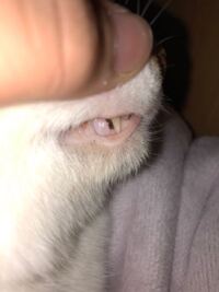 猫の口にトゲの様な何か黒いものが刺さっている風に見えるのですが早く病院 Yahoo 知恵袋