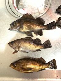 メバル赤 白 黒で合ってますか メバルの体色は個体差が非常に大きく 感覚 Yahoo 知恵袋