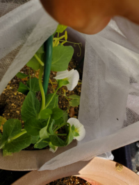 さやえんどうの花が今咲いているのですけど この時期に咲くのです Yahoo 知恵袋