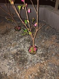 苗木の根保護のための麻袋を外さず植えてしまいました そのままにして大丈夫でしょ Yahoo 知恵袋