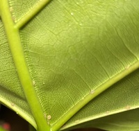 これはカイガラムシでしょうか 写真だと少々分かり難いのですが Yahoo 知恵袋