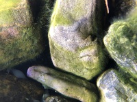 ミナミヌマエビが藻 アオミドロ を食べてくれません 野外のビオトープにミナ Yahoo 知恵袋