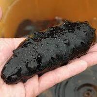 なまこのさばき方 今 なまこをさばいてるんですが 表面のヌメリを塩で洗 Yahoo 知恵袋