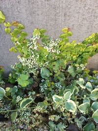 このボタニカル柄の植物の名前ってなんていいますか 左上はモ Yahoo 知恵袋