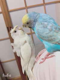 セキセイインコと、羽衣セキセイインコのペアの赤ちゃんは何色が生まれる... - Yahoo!知恵袋