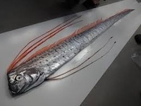 リュウグウノツカイを食べるとしたら どんな料理で頂きますか 生 Yahoo 知恵袋