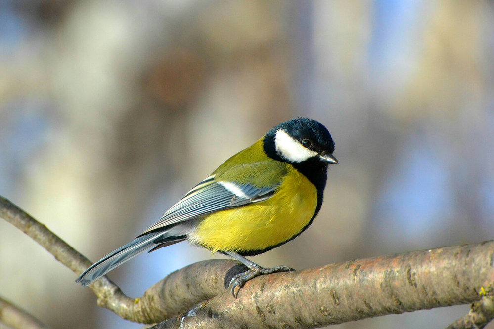 この鳥はシジュウカラですか モスクワのparusmajor Greatt Yahoo 知恵袋