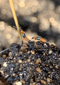 この虫はなんと言う虫ですか 花壇の中にたくさん居るので心 Yahoo 知恵袋