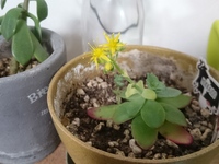 写真の多肉植物の正式名称が知りたいです 100均で買った多肉植物です Yahoo 知恵袋