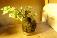 水苔のみの苔玉の寿命を教えてください コケ玉は通常 ケト Yahoo 知恵袋