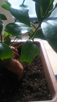 ガジュマル ガジュマルの葉がポロポロ落ちます 新芽もすぐ落葉してしまいます Yahoo 知恵袋