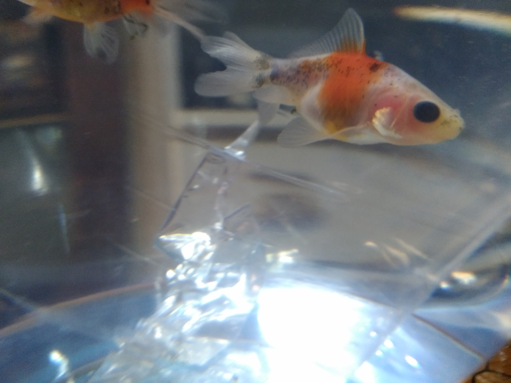 この金魚はなんていう種類の金魚ですか また オスとメスの見分け方があったら Yahoo 知恵袋