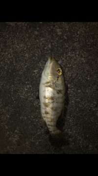 この魚は何ですか 沖縄です タマン幼魚 タマンじゃなくおそらく Yahoo 知恵袋