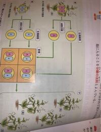 中学理科についてです なぜ受精卵が4つもあるんですか 減数分裂 Yahoo 知恵袋