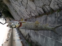 今日御笠川河口で釣りをしていたら見たことない魚が釣れたんですがわかるかたいます Yahoo 知恵袋