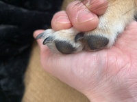 犬の爪切りについて判断頂きたいです この画像で爪が長く 爪切りが必要 Yahoo 知恵袋