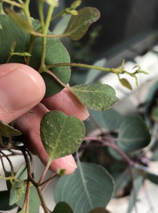 ユーカリポポラスの葉がボツボツになってきましたこれは病気なのかそれとも虫のせい Yahoo 知恵袋