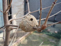 木の枝に巣を作る蜂がいるようですが この画像の巣は蜂の巣でしょうか また 蜂の Yahoo 知恵袋