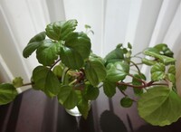 観葉植物にライトを当てて 夜もつけたまま 一日中それを続けたら植物は Yahoo 知恵袋