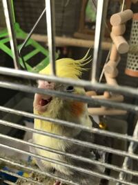 我が家のオカメインコ が最近噛む様になりました 我 Yahoo 知恵袋