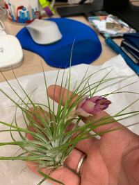 チランジアの花咲いてるの買ったんですが なんて種類でしょうか コット Yahoo 知恵袋